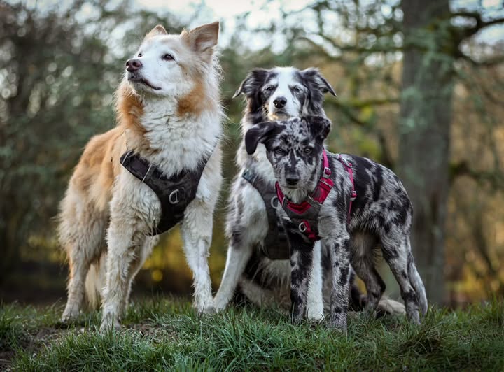 Instagram post by @mydogmilosmith for Kurgo. Caption reads: [...] to get a nice photo of my dogs in their....