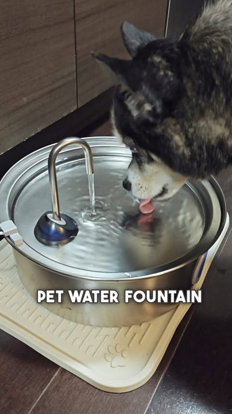 Instagram post by @levi.the.pomsky for Oneisall. Caption reads: [...] should be cleaned daily? #ad 🐶💧 The....