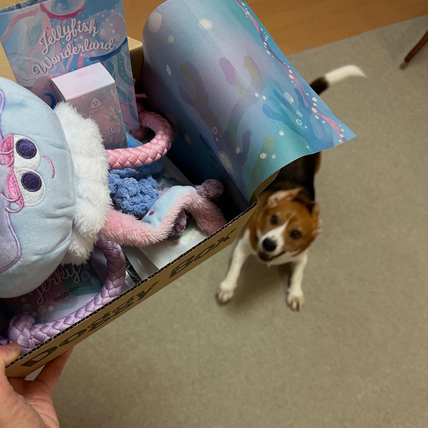 Instagram post by @oto_beagle for Doggy Box. Caption reads: こりは！音ちゃんのドギボでちょ。
今月号はクラゲさん。
息もできないくらいハムハムしてやりました。
....