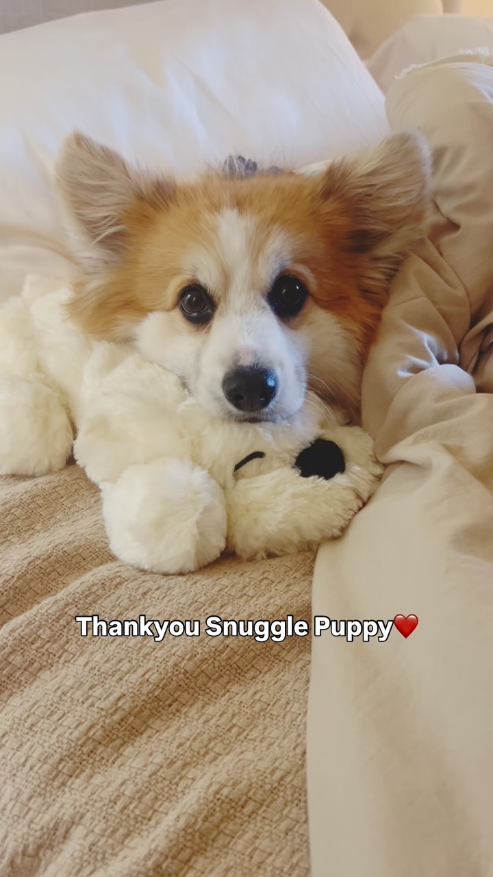 Instagram post by @dexterfluffybutt_ft_daphne for Snuggle Puppy. Caption reads: [...] seems a little help from....