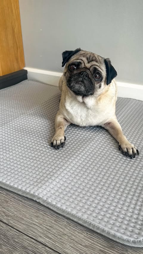 Instagram post by @cookiethepug.2021 for Spark Paws. Caption reads: [...] cool ready this summer with....