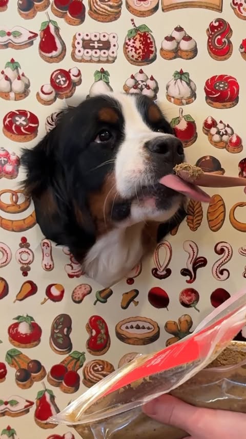 Instagram post by @kokoandrobbi for Open Farm Pet. Caption reads: [...] paper trend was a success thanks to....