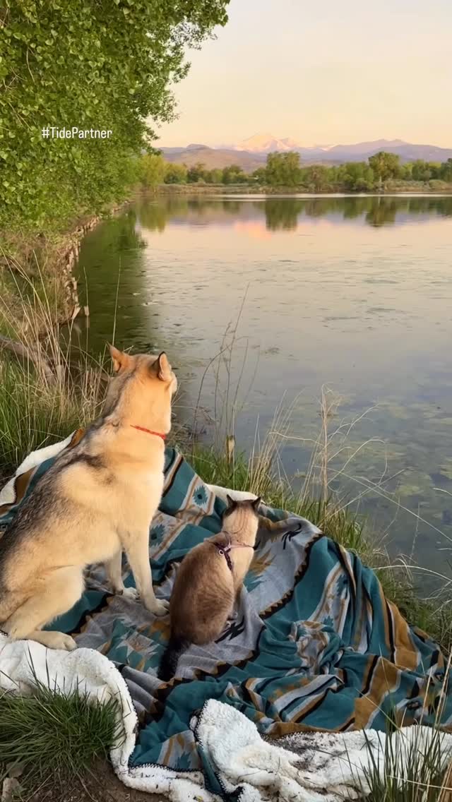 Instagram post by @henrythecoloradodog for Tide. Caption reads: #TidePartner | We’re so grateful for these special....