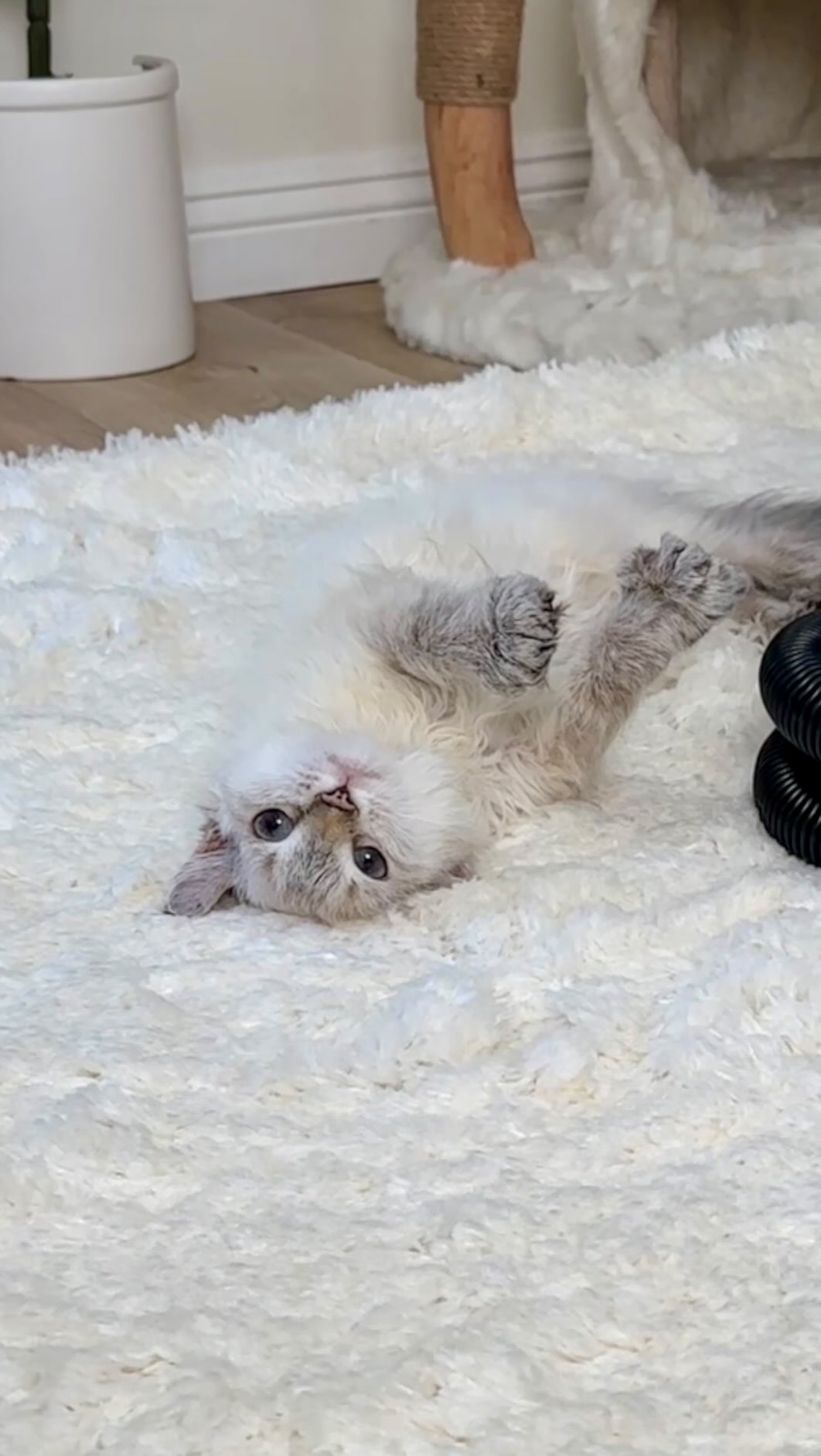 Instagram post by @kittyboyandfriends for Bissell. Caption reads: Don’t let this innocent face fool you 😈#ad 

Fifi....