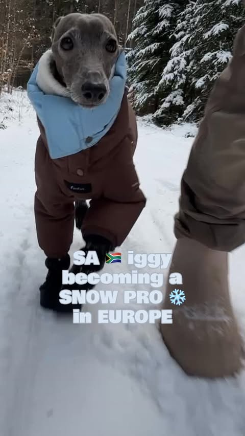 Instagram post by @iggyboey for Voyagers K9 Apparel. Caption reads: [...] strut? ❄️ PR | thank you @pawelier....