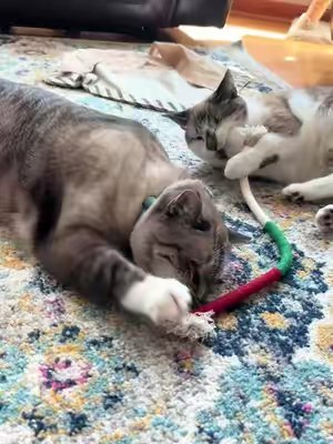 TikTok post by @bellkittiesmom for Potaroma. Caption reads: [...] well. #catchewrope#chewtoys #cat....