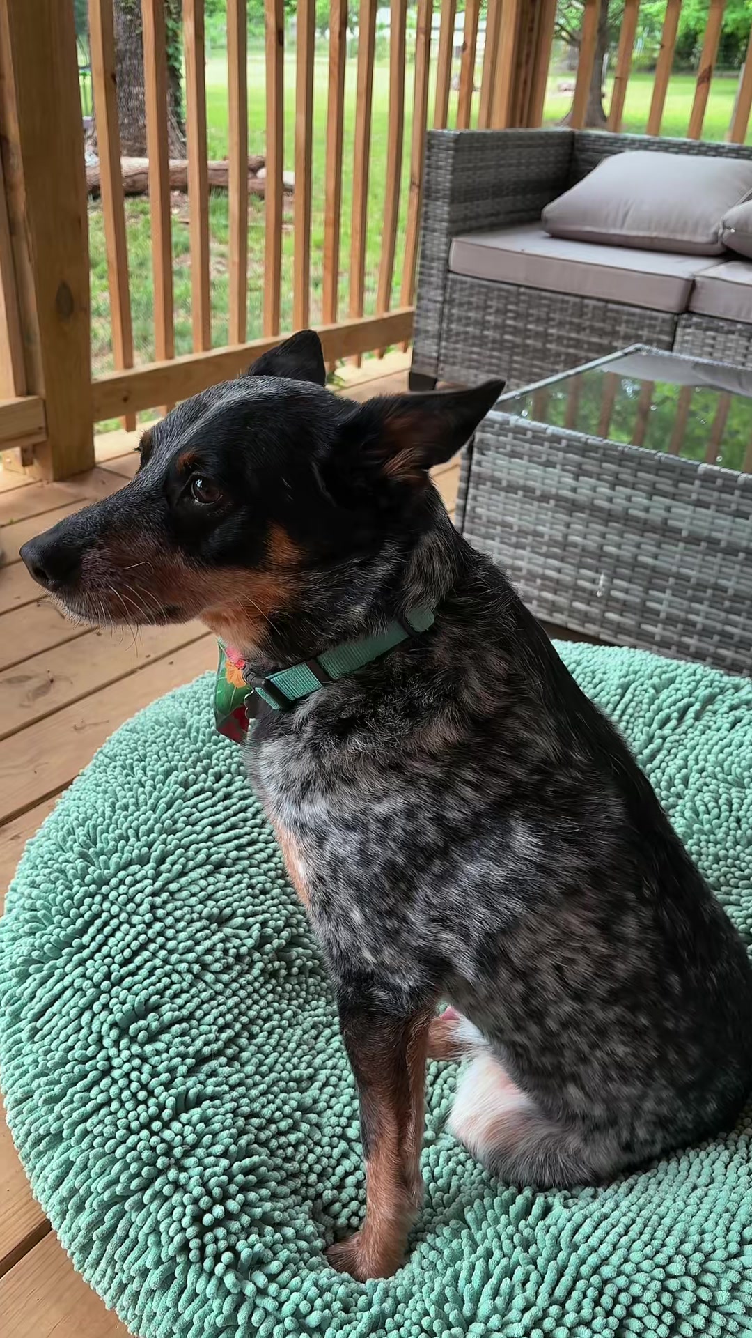TikTok post by @blueeyedmama0725 for Muddy Mat. Caption reads: @Muddy Mat #blueheeler #dogbed #muddymat [...].