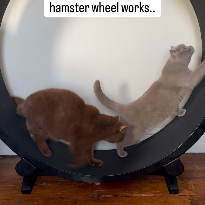 Instagram post by @obi.toe.beans for Cats of Instagram. Caption reads: We got a new toy! Still figuring out how to use it....
