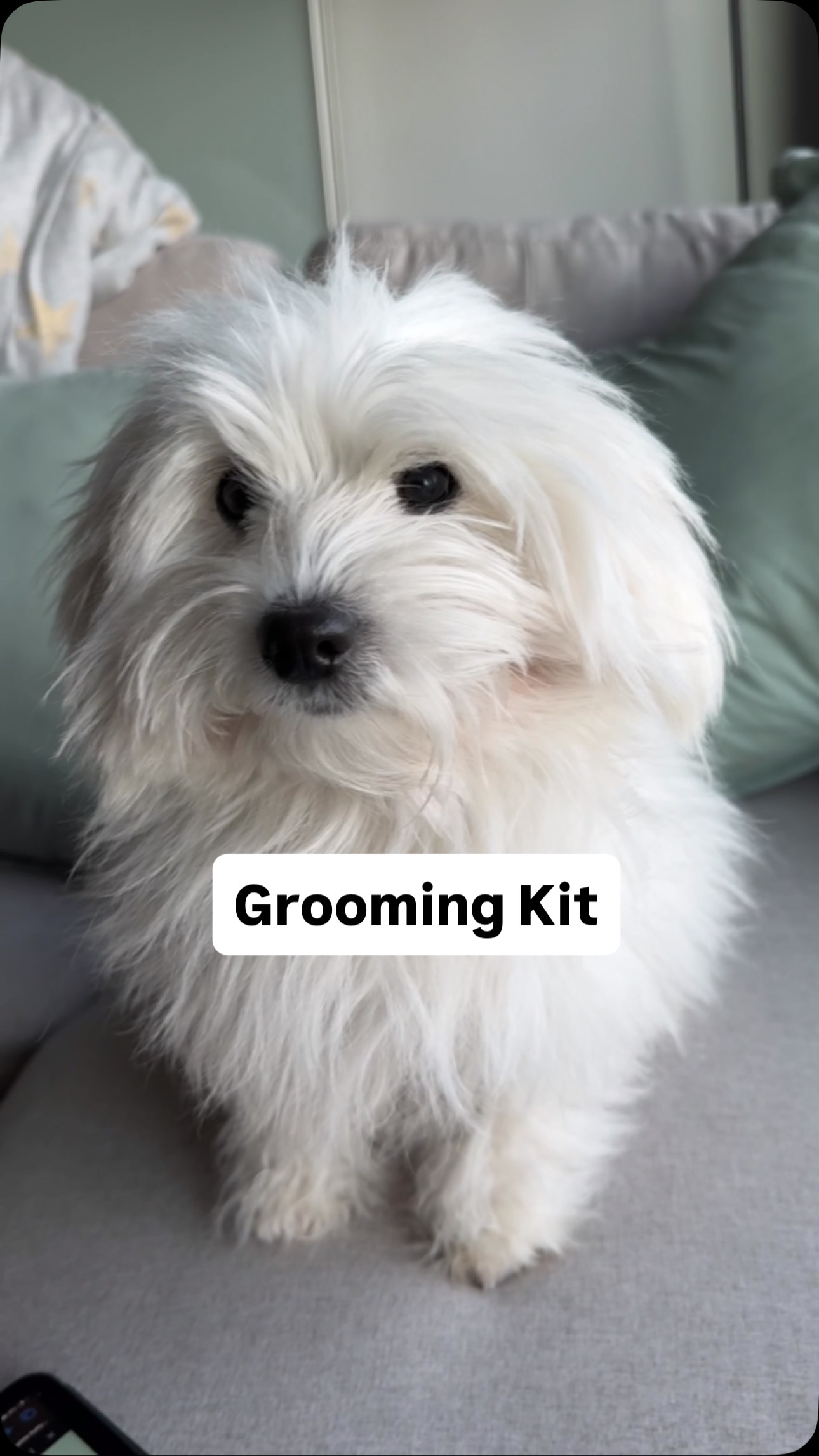 Instagram post by @coton_kiwii for Oneisall. Caption reads: a super handy grooming product!! 💇‍♀️🐶....