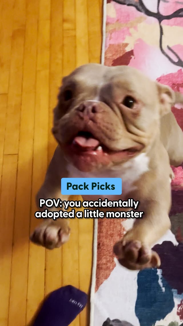 Instagram post by @thepackbythedodo for The Dodo. Caption reads: Our video producer @erica_thedodo found two toys....