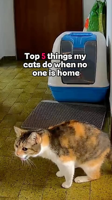 Instagram post by @mrs.miuki for Petcube. Caption reads: [...] see that they’re doing well 🥹🐾 With....