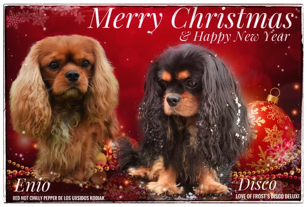 Instagram post by @cutecosmo_thecavalier for ESSENTIAL FOODS. Caption reads: ✨𝓖𝓻𝓪𝓽𝓮𝓯𝓾𝓵, 𝓹𝓻𝓸𝓾𝓭 & 𝓯𝓾𝓵𝓵 𝓸𝓯....