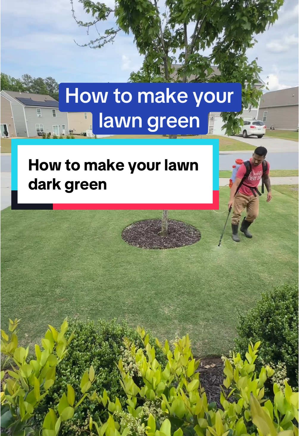 TikTok post by @bermudadad for Simple Lawn Solutions. Caption reads: Ever wonder how people get their lawns to turn....