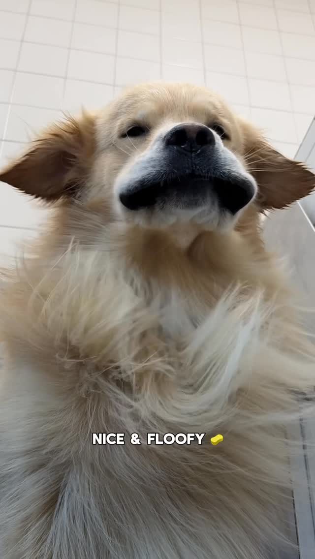 Instagram post by @drakethepupstar for Scrub Daddy. Caption reads: this weeks 1 on 1 date was a trip to the salon....