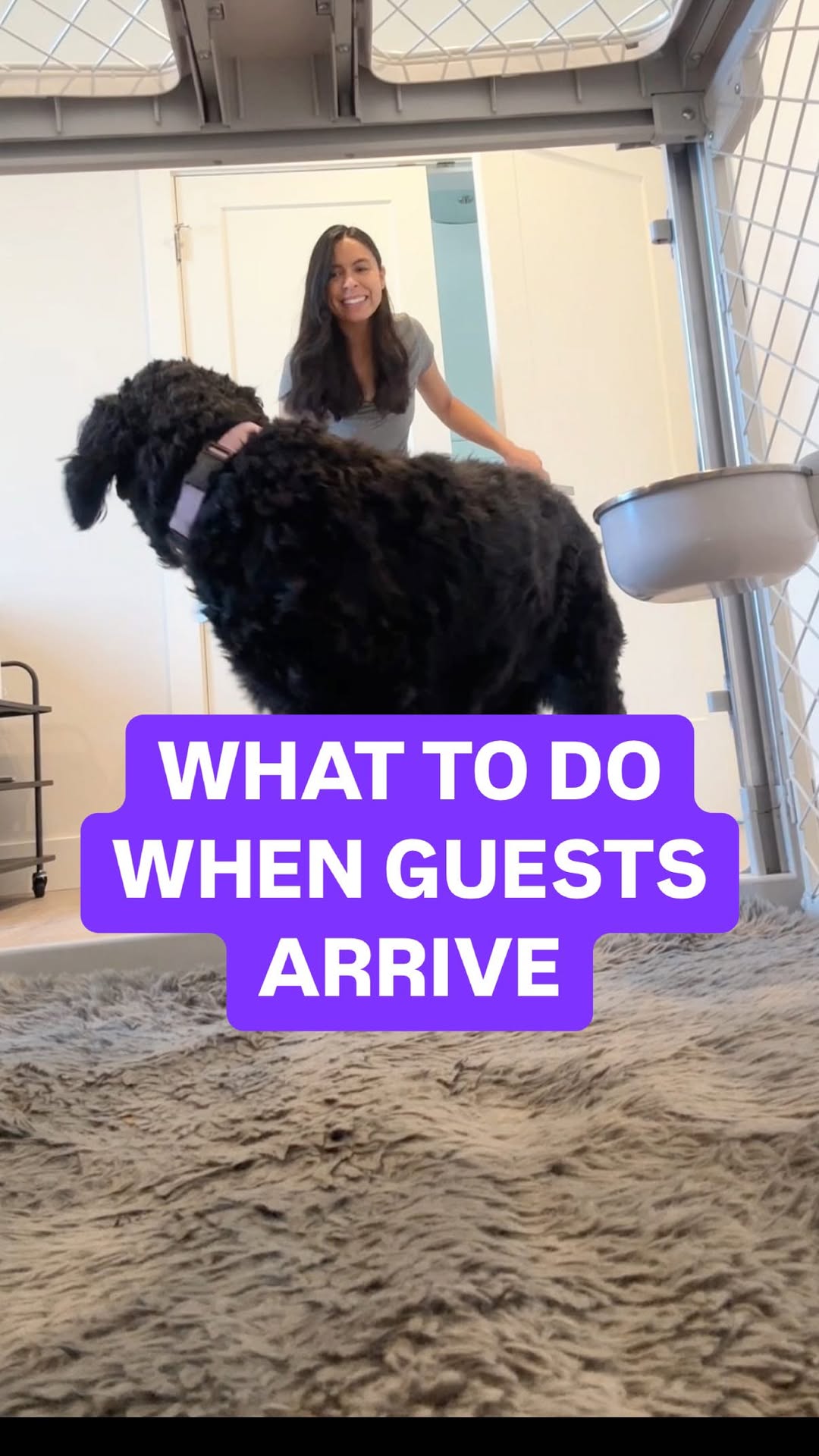 Instagram post by @rachelfusaro for Diggs. Caption reads: Jumping on guests does NOT always mean your dog....
