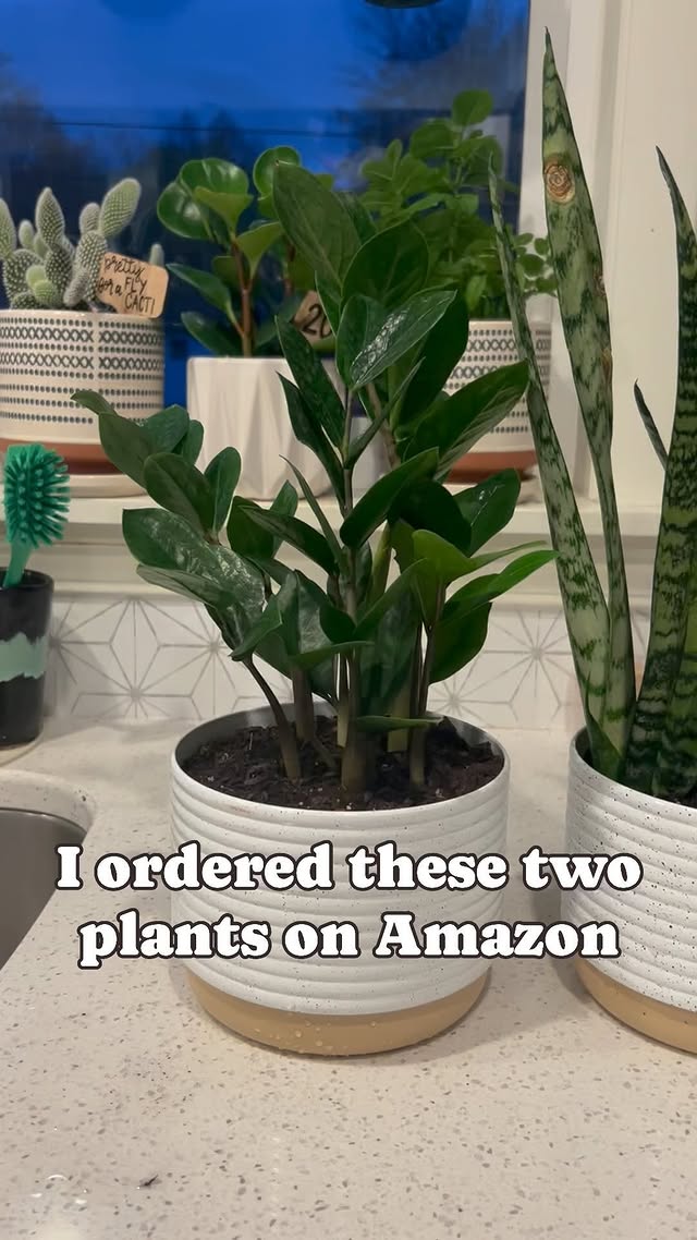 Instagram post by @curly_plant_mom for Costa Farms. Caption reads: My experience with @costafarms 🌵 I ordered these....