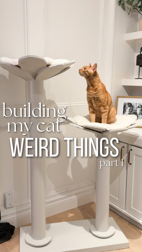 Instagram post by @a.dabbled.dwelling for Hill's Pet Nutrition. Caption reads: #Ad #HillsPartner I built my cat a custom flower....