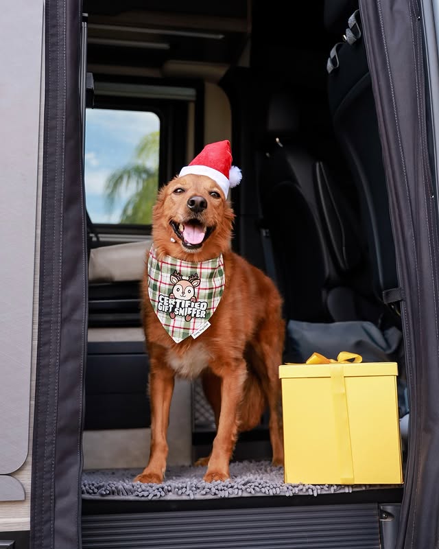 Instagram post by @chance_the_mini_golden for Corny Dog Cloth. Caption reads: [...] I stop by today?! 📸: bandana from....