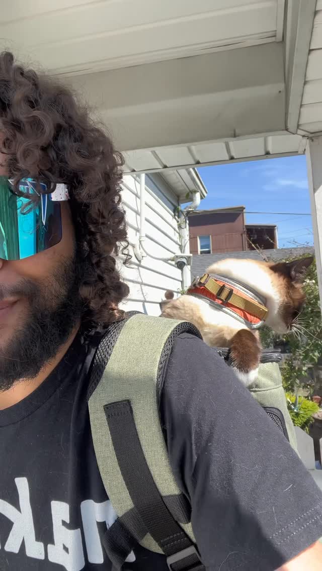 Instagram post by @thecatluminati for Petsfit. Caption reads: Thanks to @petsfit.us minnie and i will be doing....