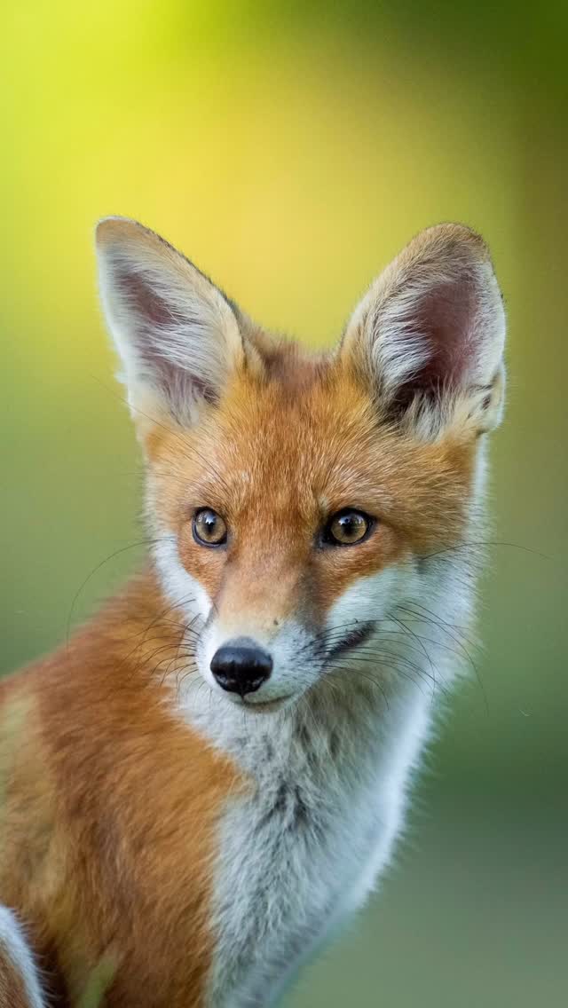 Instagram post by @gamanderlopez for JACK WOLFSKIN. Caption reads: This was so beautiful 🦊 1, 2, 3 or 4?....