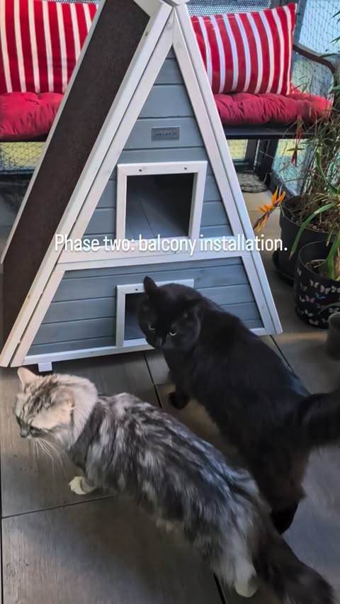 Instagram post by @luciferfluffovich for Petsfit. Caption reads: [...] is complete. 🏠🩷🐈🐾 This little....