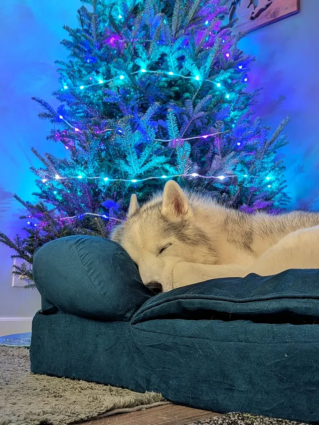 Instagram post by @gonetothesnowdogs for Snoozer Pet Products. Caption reads: If you are still trying to find the perfect gift....