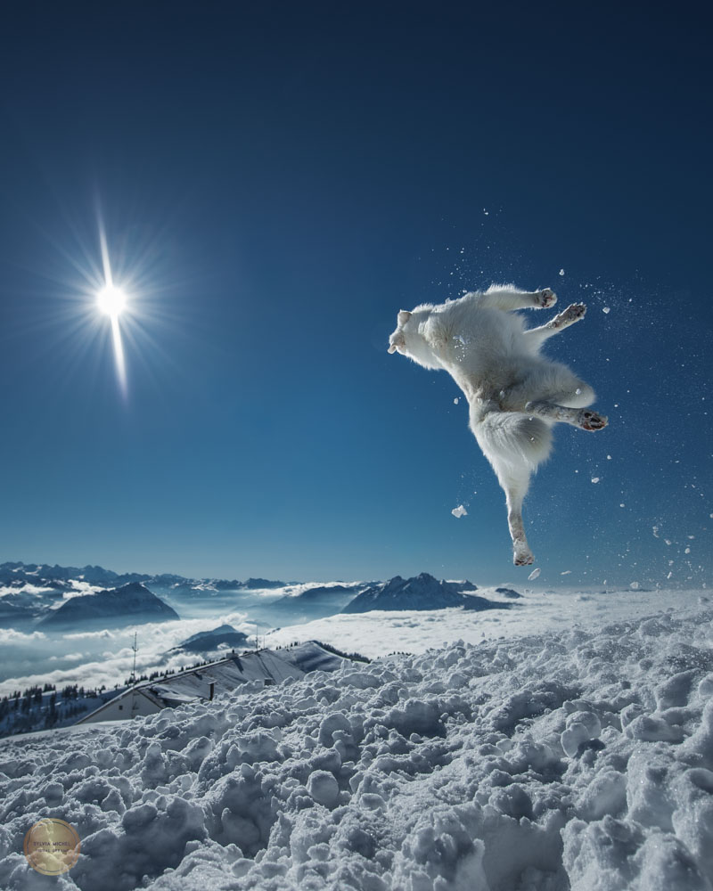 Instagram post by @rastawhiteshepherd for Nikon DACH. Caption reads: As I scrolled through my photo archive today,....