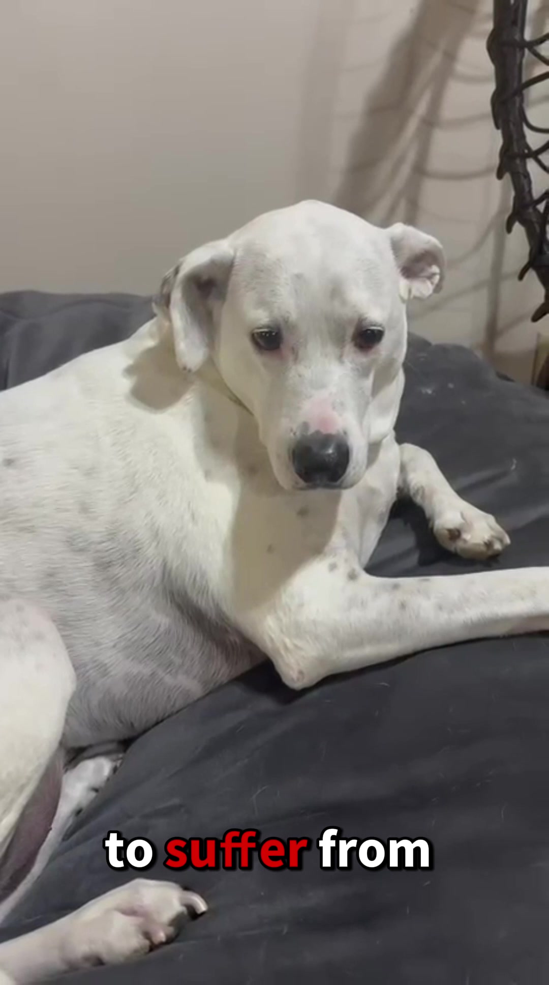 TikTok post by @ashlyn.rose07 for Puainta. Caption reads: @PUAINTA.US truly cares about your pets! cannot....