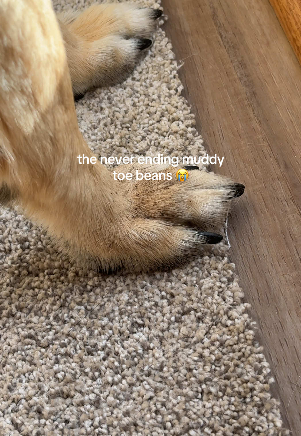 TikTok post by @pipergirl_thegsd for Muddy Mat. Caption reads: we ordered the muddy mat in color chocolate! size....