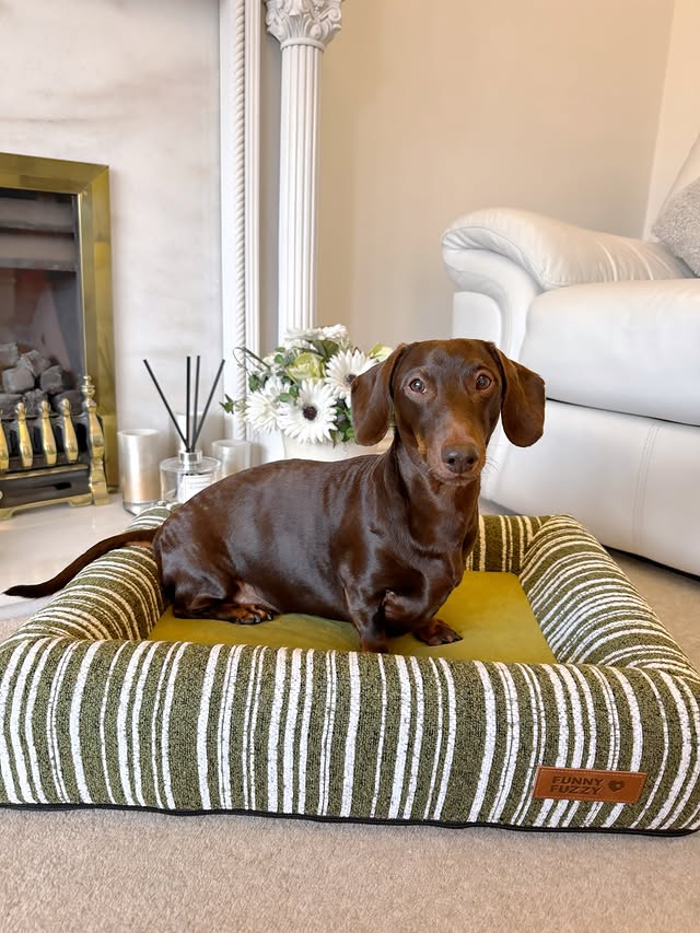 Instagram post by @frankie_dachshund03 for FunnyFuzzy. Caption reads: [...] SnugNest Bouclé Bolster Dog Bed from....