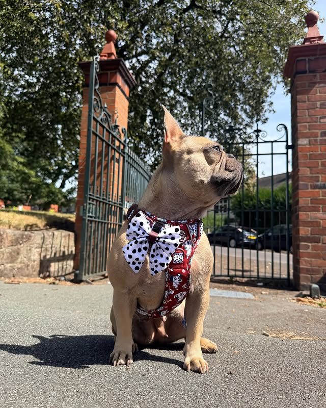 Instagram post by @frankieb_thefrenchb for Pawsome Paws Boutique. Caption reads: [...] hadness & sailor bow both from....