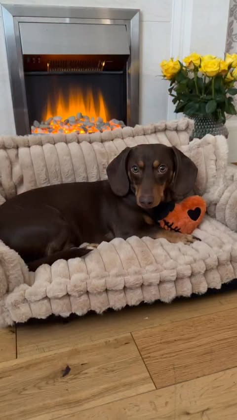 Instagram post by an influencer for FunnyFuzzy. Caption reads: [...] his new Dog Sofa Bed from @funnyfuzzy_pet —....