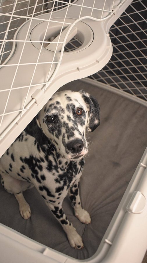 Instagram post by @thatdalreyna for Diggs. Caption reads: The DIGGS Revol Crate is my new BFF....