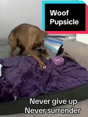 TikTok post by @lennytheboxer22 for Woof Pet. Caption reads: No cares are given when he has his @Woof Pet....