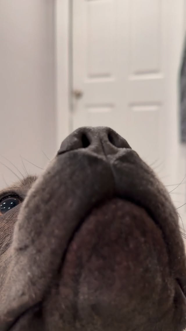 Instagram post by @enzothebluestaffordshire for Sundays for Dogs. Caption reads: Taste test ft. @sundaysfordogs 

Silly mom thought....