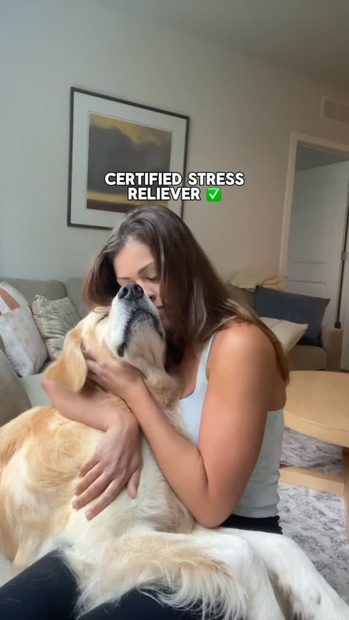 Instagram post by @goldenchilidog for Hertz. Caption reads: From lake patrol to airport patrol 🛫 Chili’s....