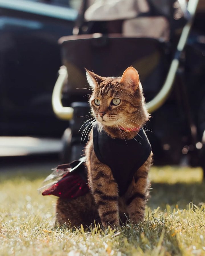 Instagram post by @purrfectly.amber for Fitwarm. Caption reads: [...] Tail 🦇
SWIPE! ➡️

Dress provided by....