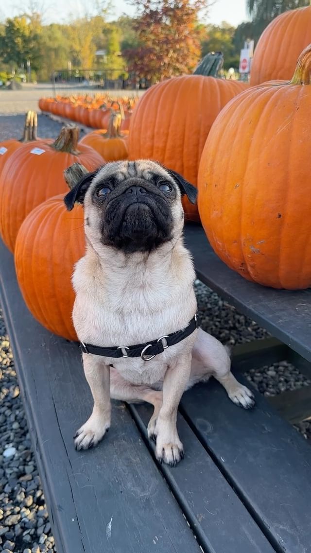 Instagram post by @puggpickles for Petsafe. Caption reads: Pickles had the best day at the pumpkin patch!....