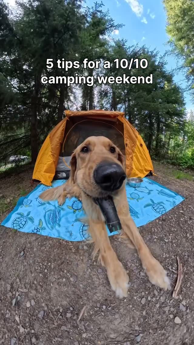 Instagram post by @willys360world for ORIJEN Petfoods. Caption reads: Willy’s camping checklist: swim, eat, nap, repeat.....