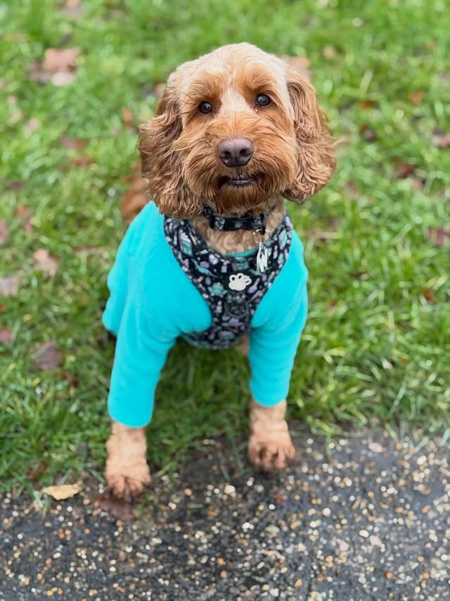 Instagram post by @iamwoodythecockapoo for Hello Beenie. Caption reads: 🩵 Friday 🩵

Mumma says sorry we have been....