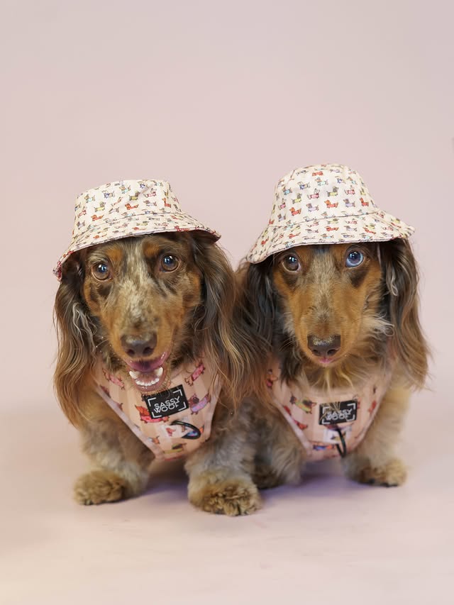 Instagram post by @charlie_chance_dappledoxies for Sunbean Coffee. Caption reads: my little lucky stars 💫 cutest outfits from the....