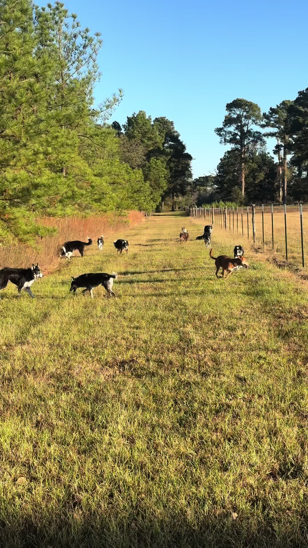 TikTok post by @sostarbcs for Viva Raw. Caption reads: [...] anymore because i do WAY too much 🤣 @Viva....