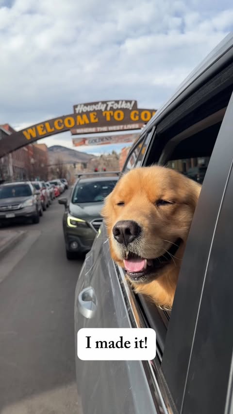 Instagram post by @thegoldenboy_bowie for Hertz. Caption reads: Turns out @hertz took me to a place full of dogs....