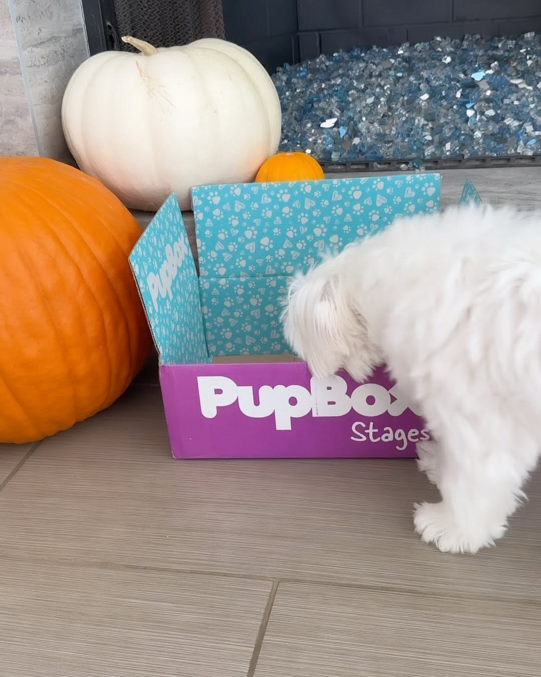 Instagram post by @mochifloof for PupBox. Caption reads: It’s the season for giving thanks. So thank you....