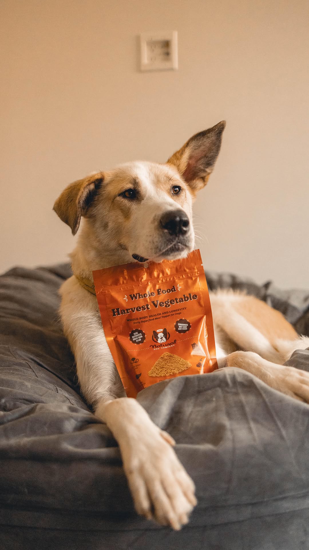 Instagram post by @ouralaskalife for Natural Dog Company. Caption reads: [...] Cloe gets the nutrients she needs,....