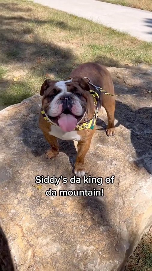 Instagram post by @jowlsandjava for Bullhug. Caption reads: We love @bullhug harnesses for our kiddos because....