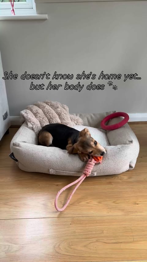 Instagram post by @our_home_on_the_end_ for Scruffs. Caption reads: [...] bed and Aspen blanket from @petslovescruffs....