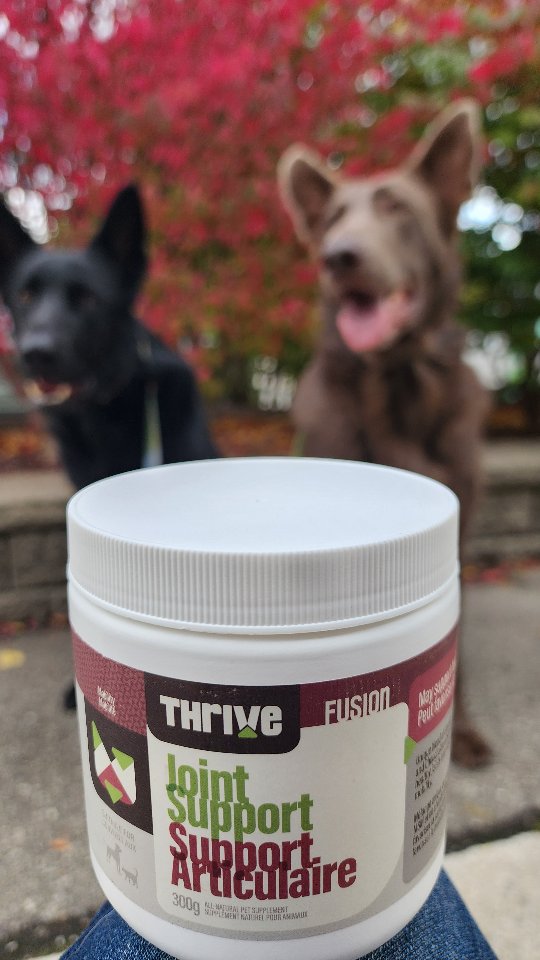 Instagram post by @juniper.the.isabella.gsd for BIG COUNTRY RAW. Caption reads: [...] cat? #bcrfuelsreps #thrivethursday....