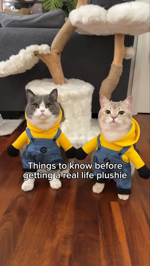 Instagram post by @louieandtodd for eufy Clean. Caption reads: [...] at the link in our bio . . . . . #cats....