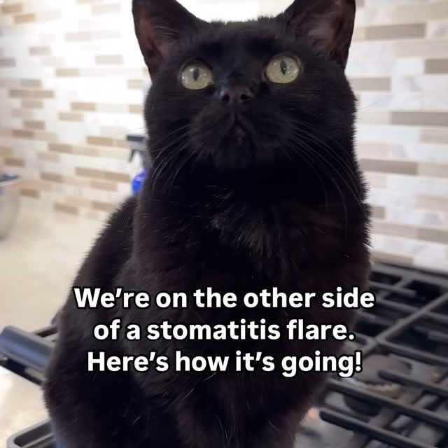 Instagram post by @chicagoblackcat for Darwin's Natural Pet Products. Caption reads: One thing I’ve learned is that at some point, your....